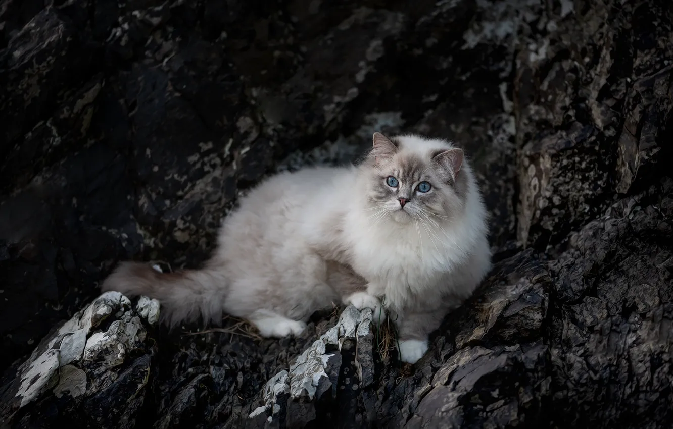 Photo wallpaper cat, cat, look, nature, stones, rocks, lies, face