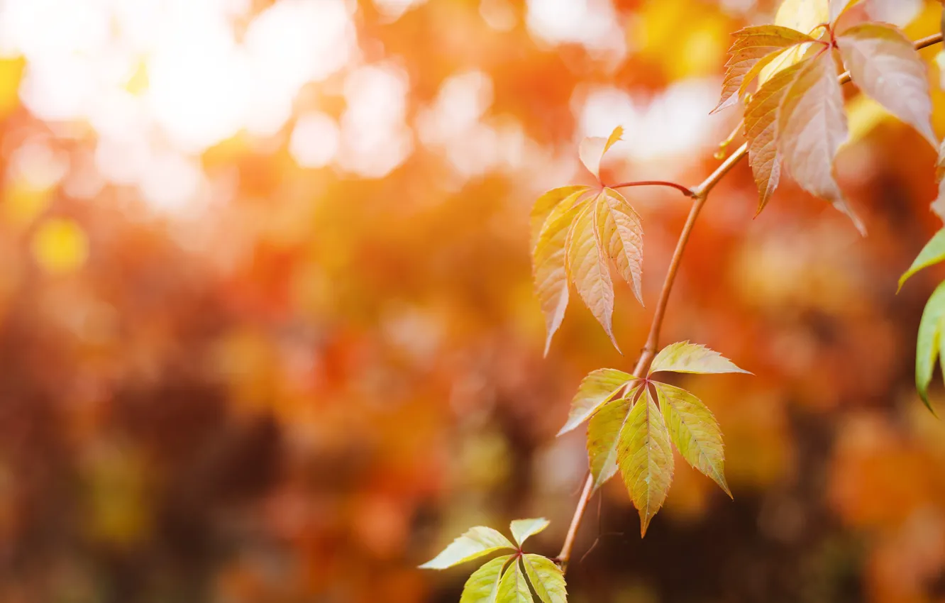 Photo wallpaper autumn, leaves, branches, bokeh