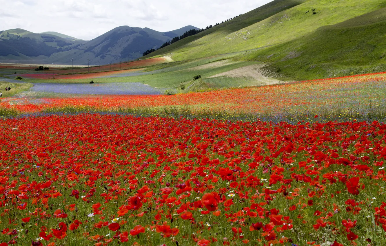 Photo wallpaper field, flowers, mountains, Maki