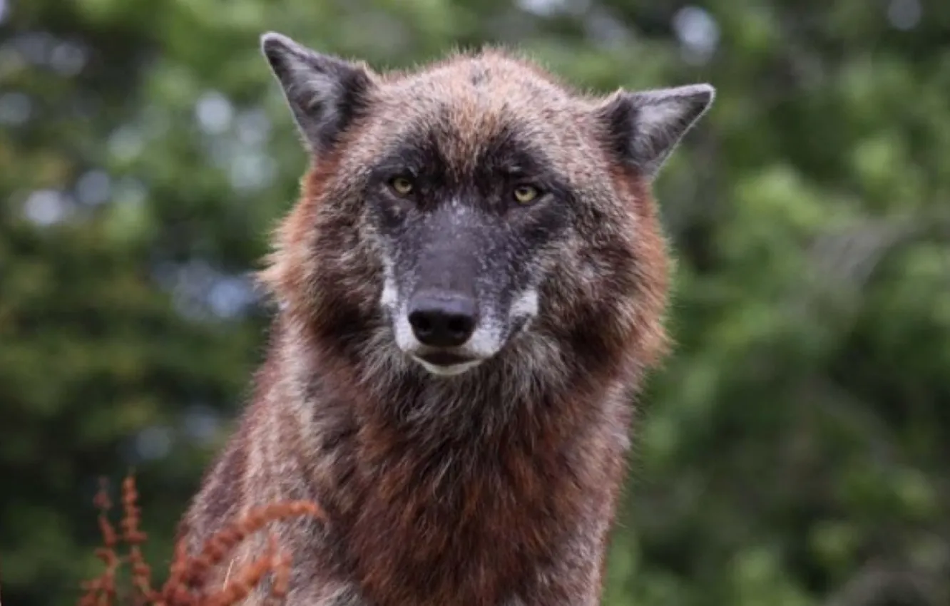 Photo wallpaper Predator, nature, animal, wolf, wildlife, portrait, portrait., Canis lupus. face