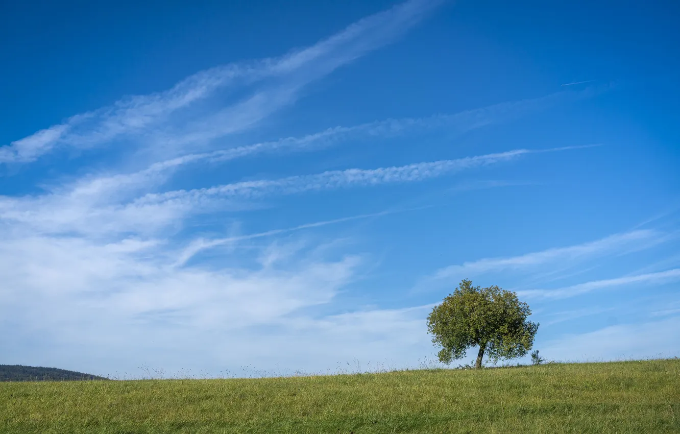 Photo wallpaper field, the sky, grass, clouds, landscape, nature, tree, horizon