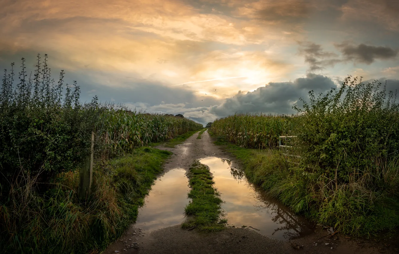 Photo wallpaper road, field, the sky, clouds, corn, puddle, the bushes