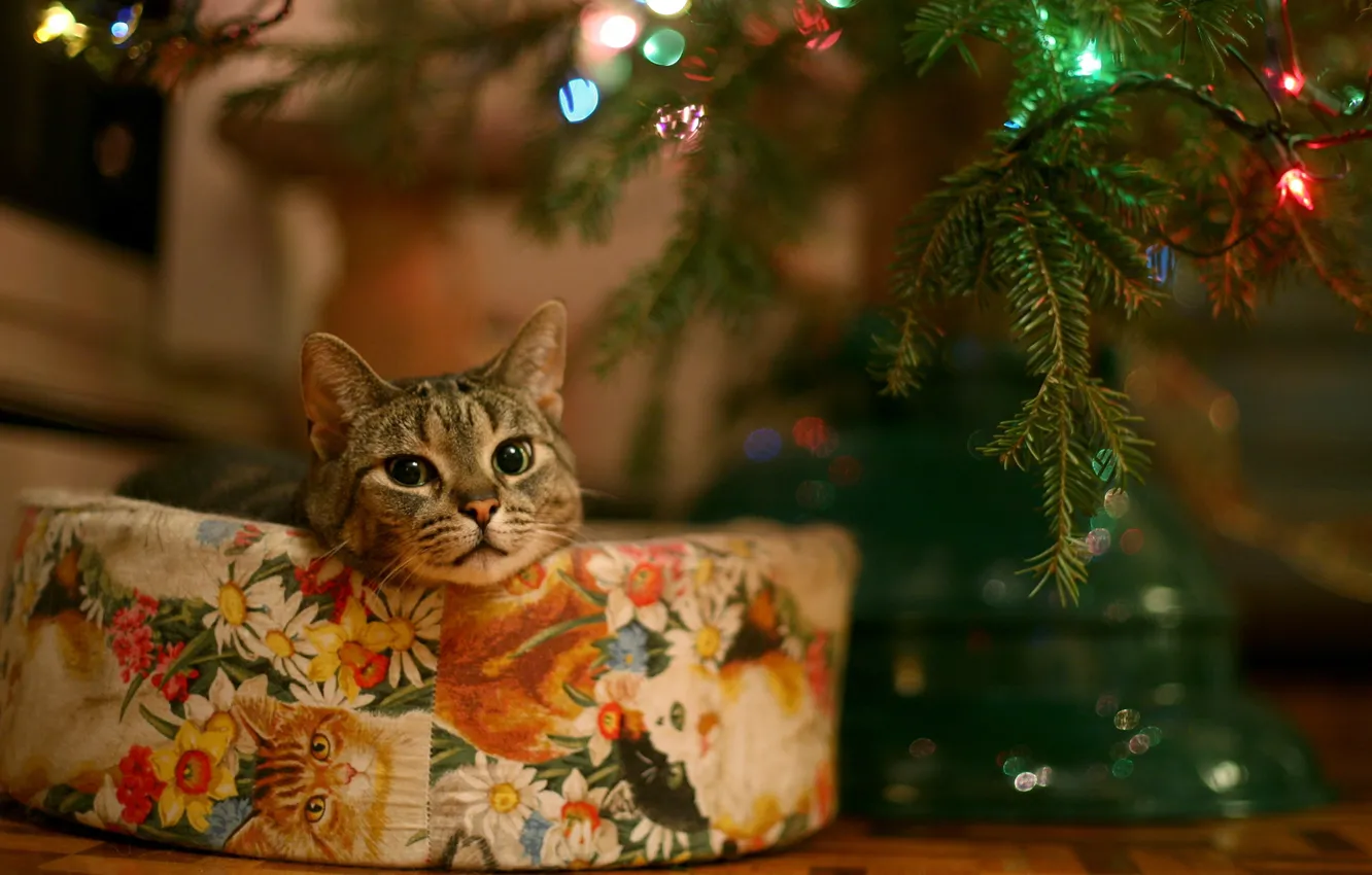 Photo wallpaper cat, holiday, happiness
