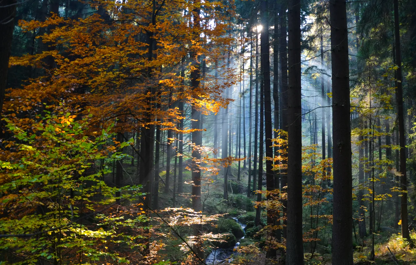 Photo wallpaper forest, the sun, trees, nature, rays of light