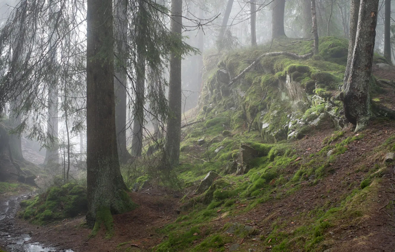 Photo wallpaper forest, trees, nature, fog, moss