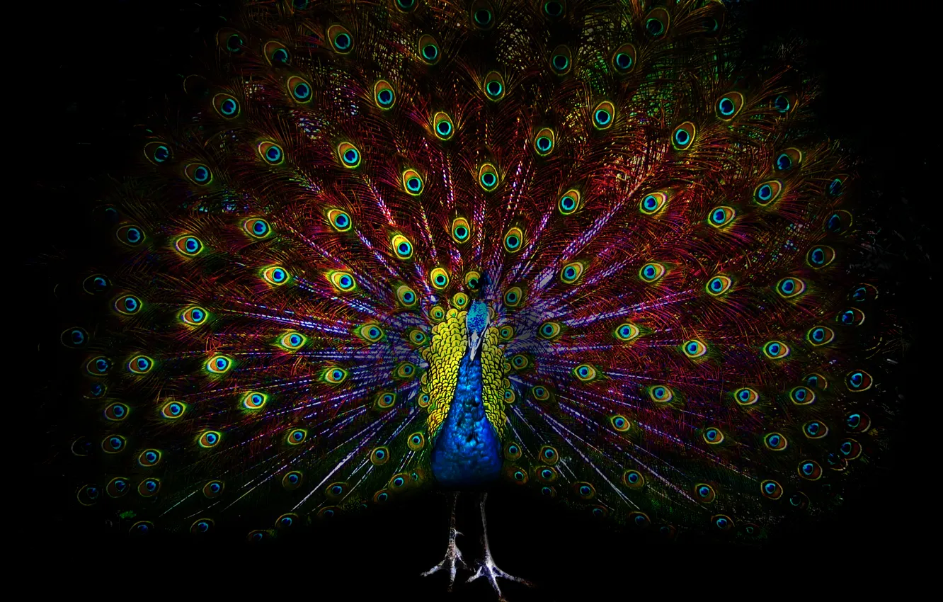Photo wallpaper eyes, darkness, bird, feathers, peacock