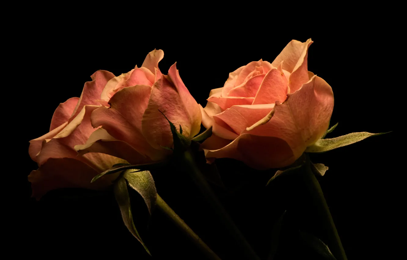 Photo wallpaper flowers, photo, roses