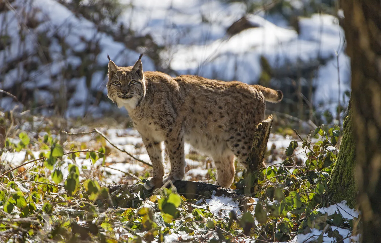Photo wallpaper predator, lynx, brush