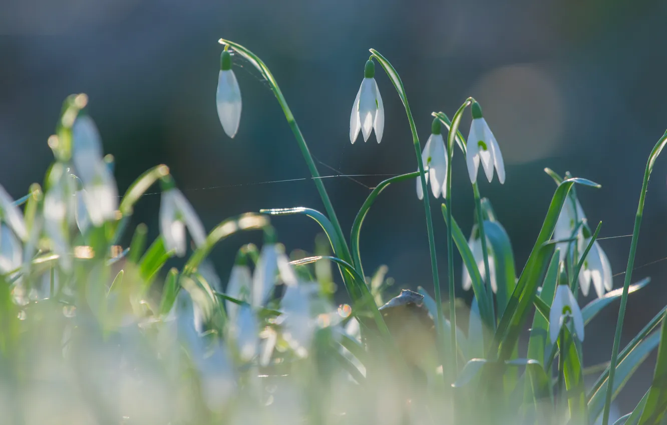Photo wallpaper light, flowers, nature, background, glade, spring, snowdrops, gentle