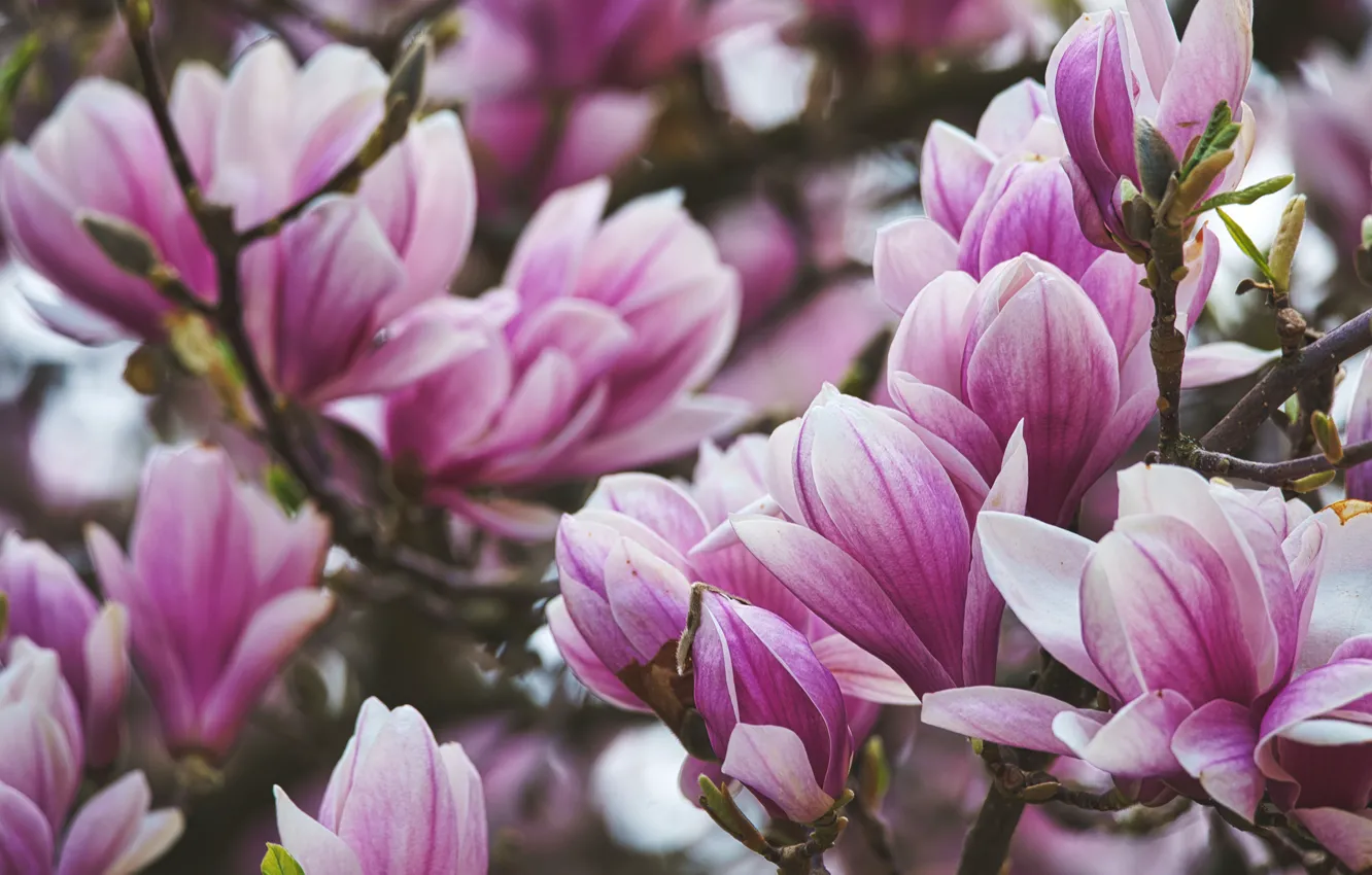 Photo wallpaper flowers, close-up, branches, spring, pink, flowering, Magnolia