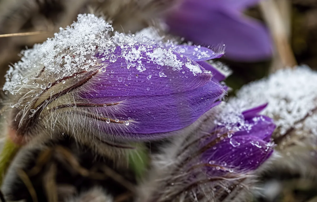 Photo wallpaper flowers, spring, lilac, cross
