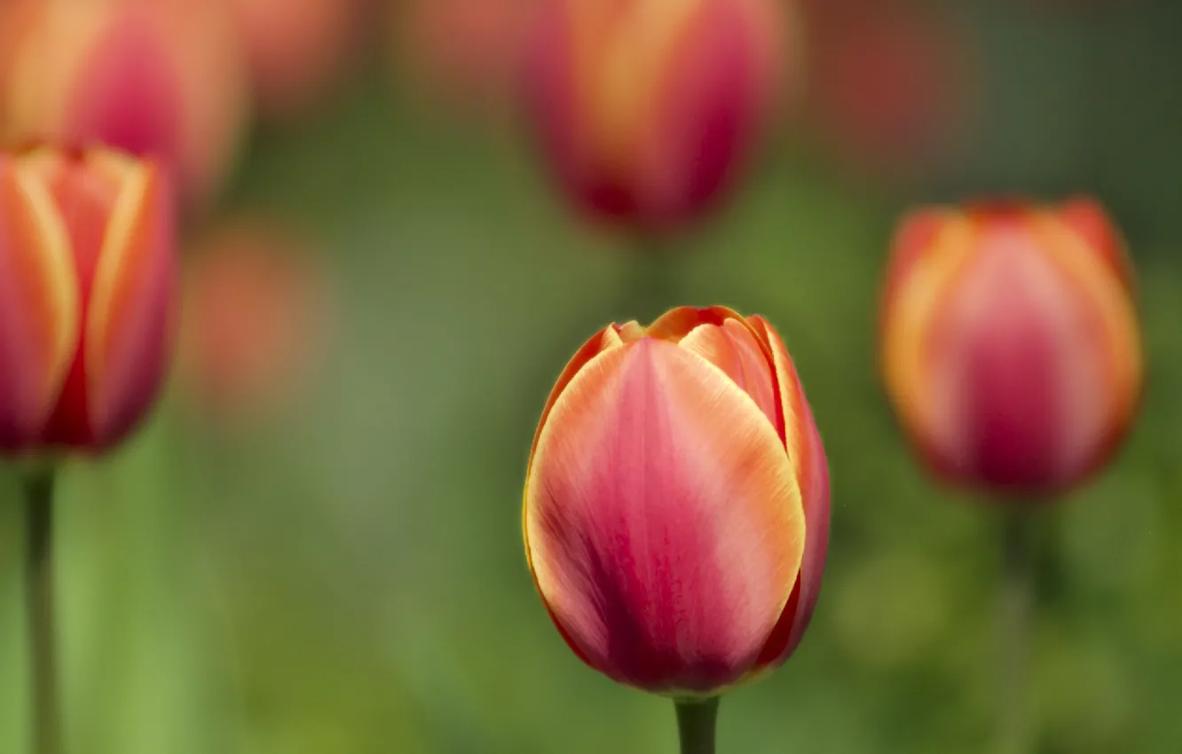Photo wallpaper plant, tulips
