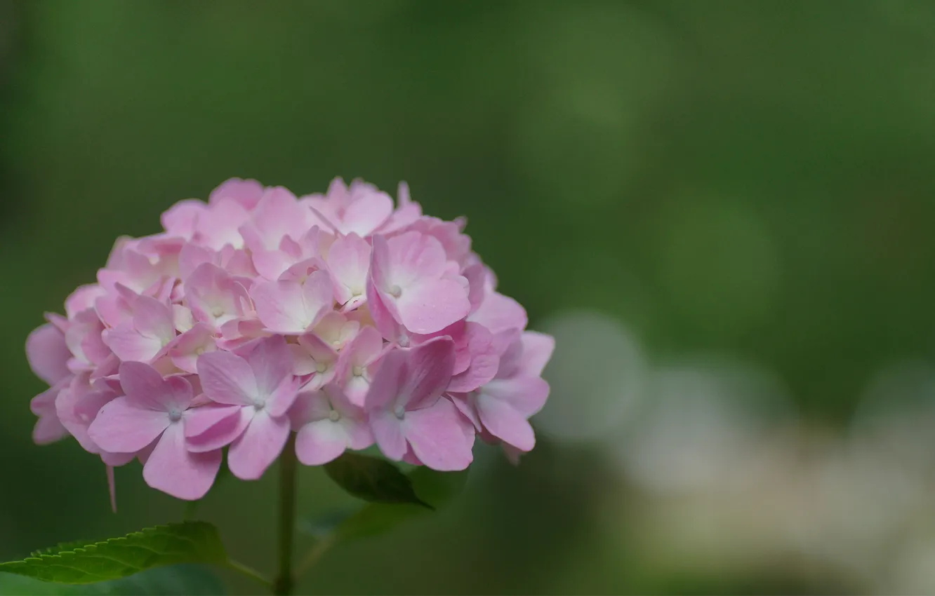 Photo wallpaper greens, summer, flowers, pink, hortesia