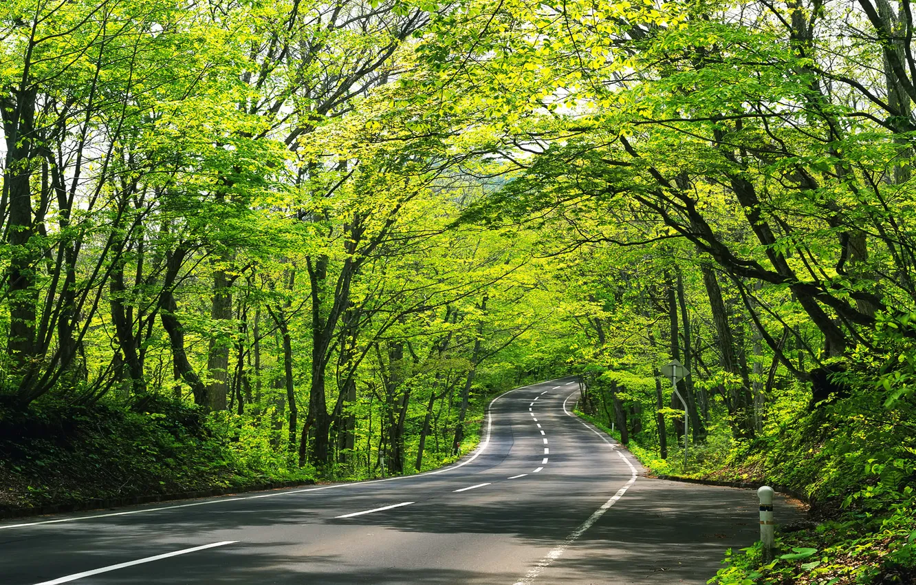 Photo wallpaper road, greens, asphalt, trees, foliage, twisted