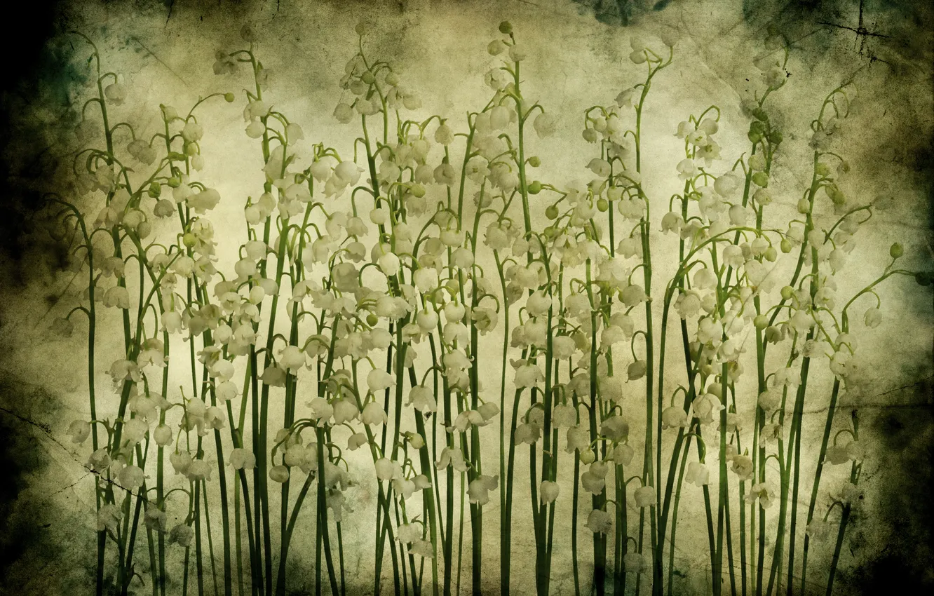 Photo wallpaper flowers, texture, Grunge, lilies of the valley, Lily of the valley