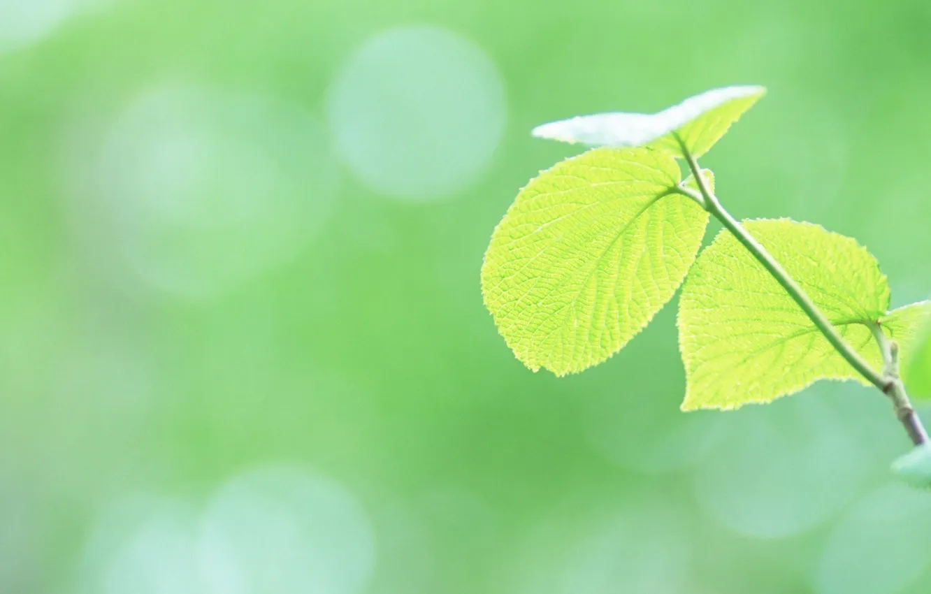 Photo wallpaper summer, leaves, green, leaves