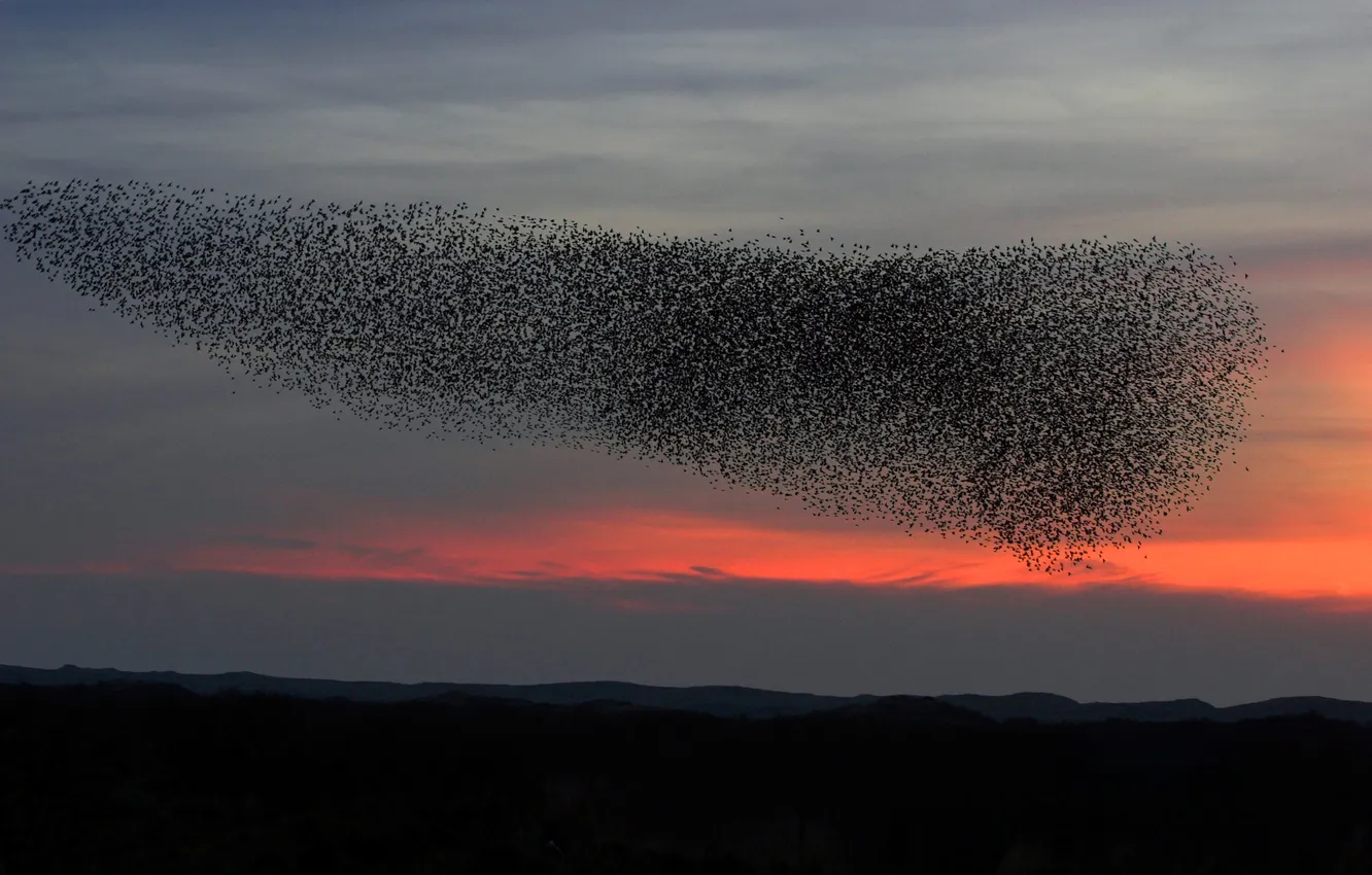 Photo wallpaper the sky, clouds, sunset, clouds, bird, pack