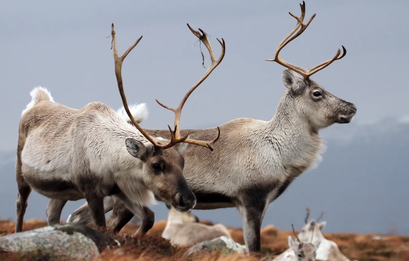 Photo wallpaper nature, Reindeer, Cairngorms