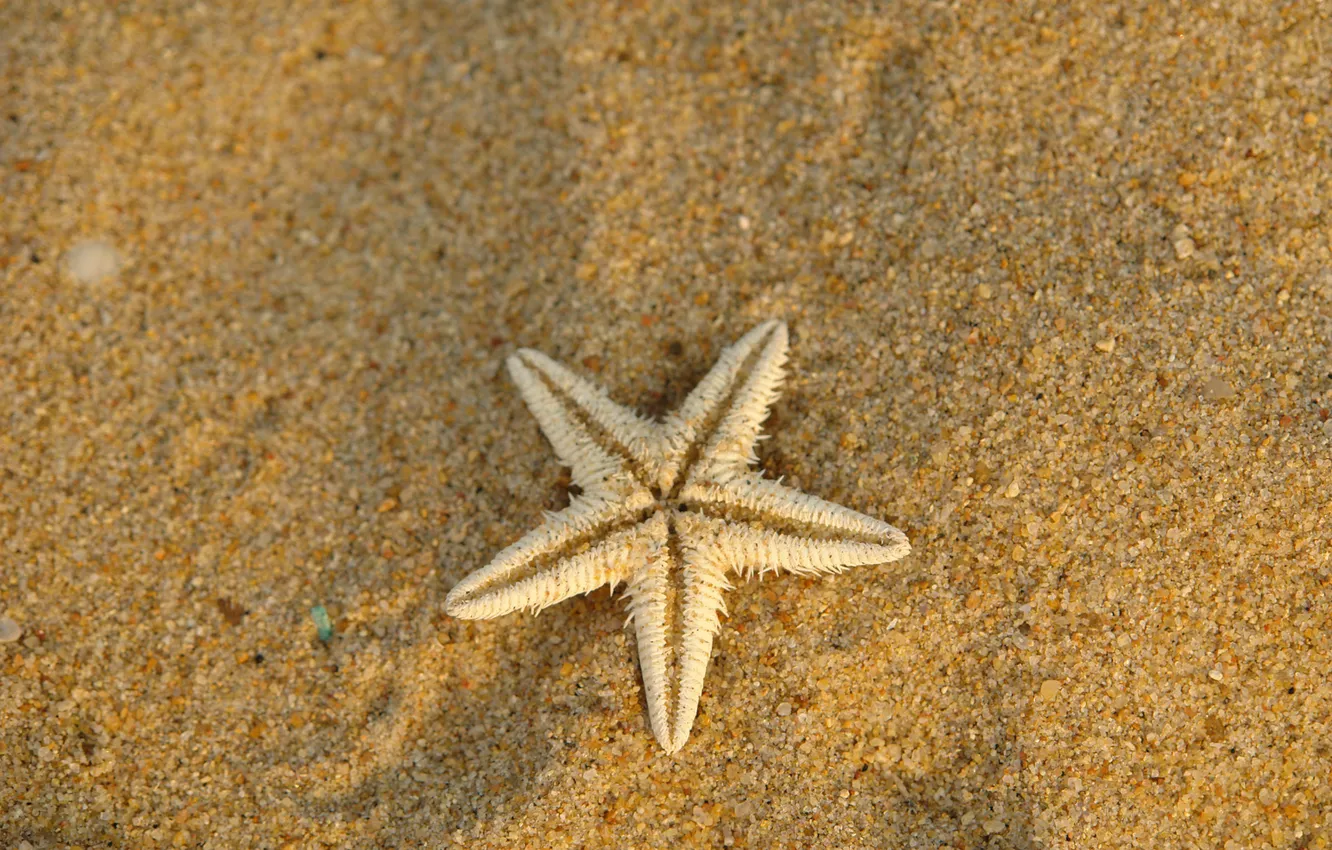 Photo wallpaper sand, star, sea, drying