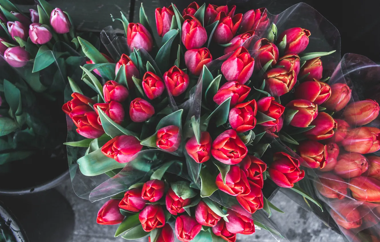 Photo wallpaper flowers, street, tulips