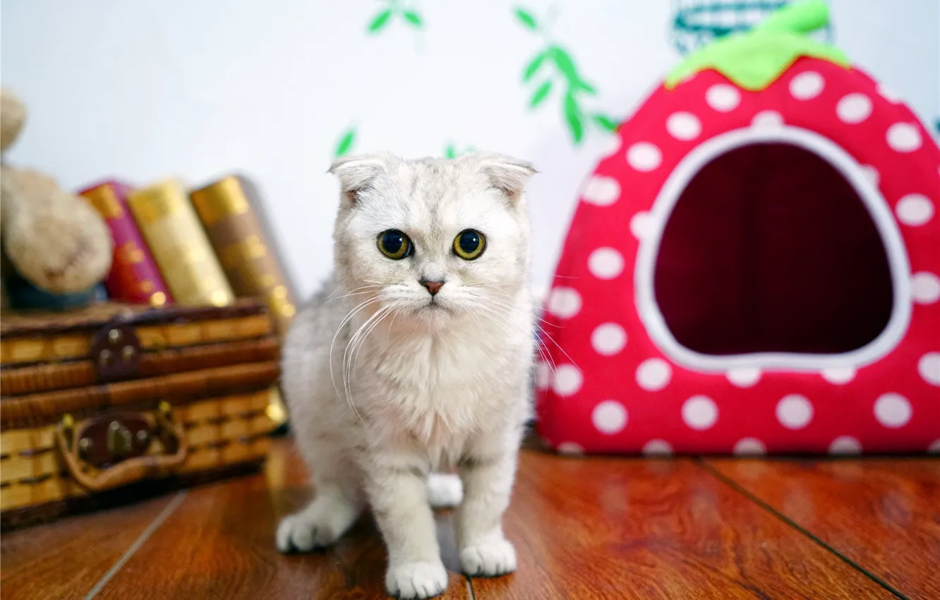 Photo wallpaper cat, white, cat, look, room, fold, floor, book