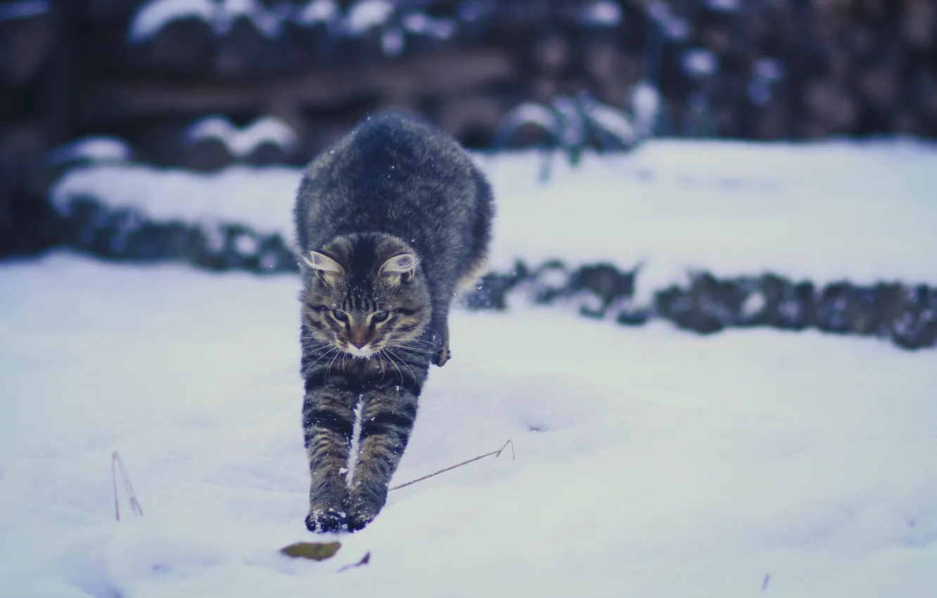 Photo wallpaper winter, cat, snow, jump