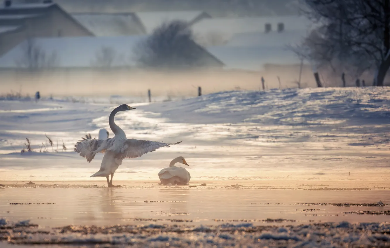 Photo wallpaper winter, bird, swans