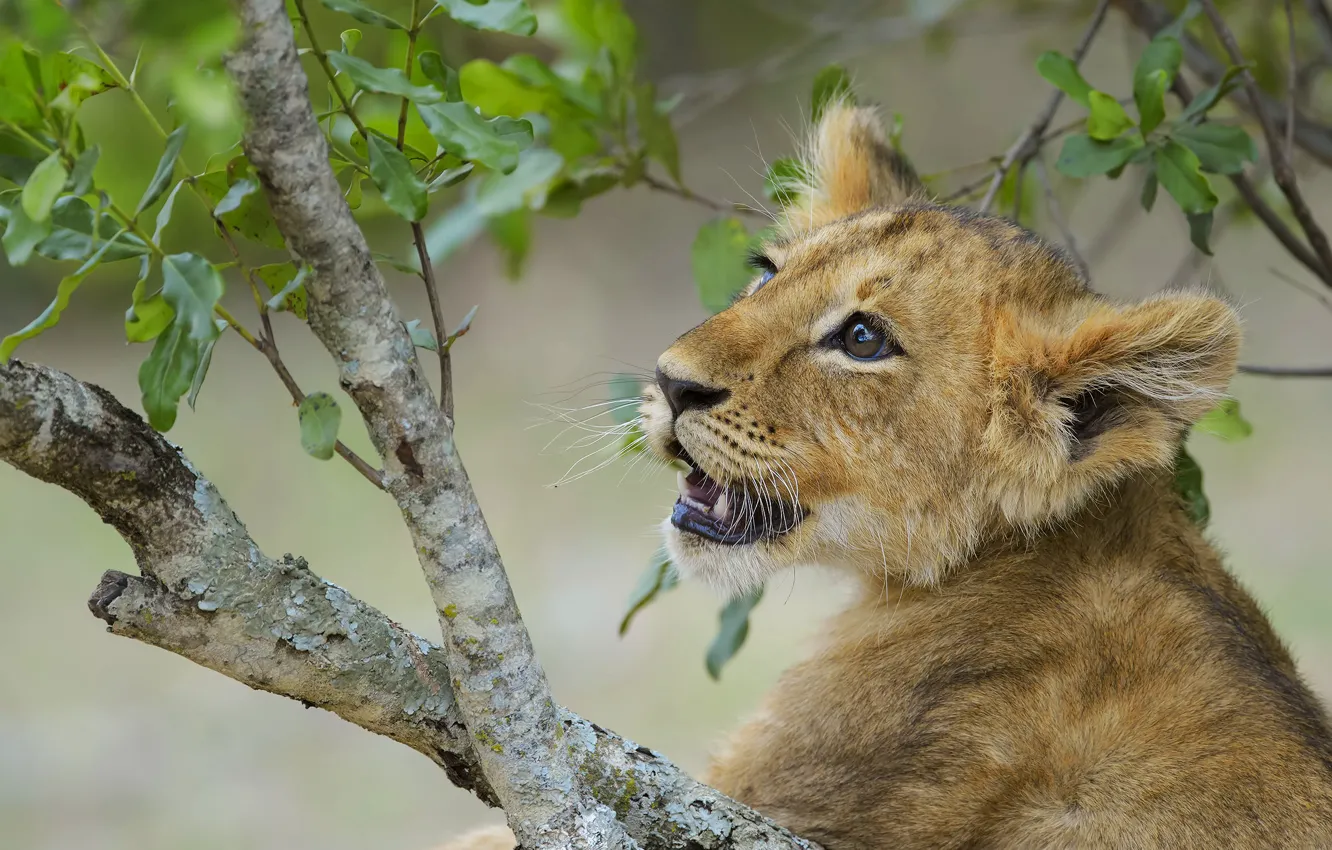 Photo wallpaper leaves, trees, branches, sweetheart, portrait, baby, mouth, face