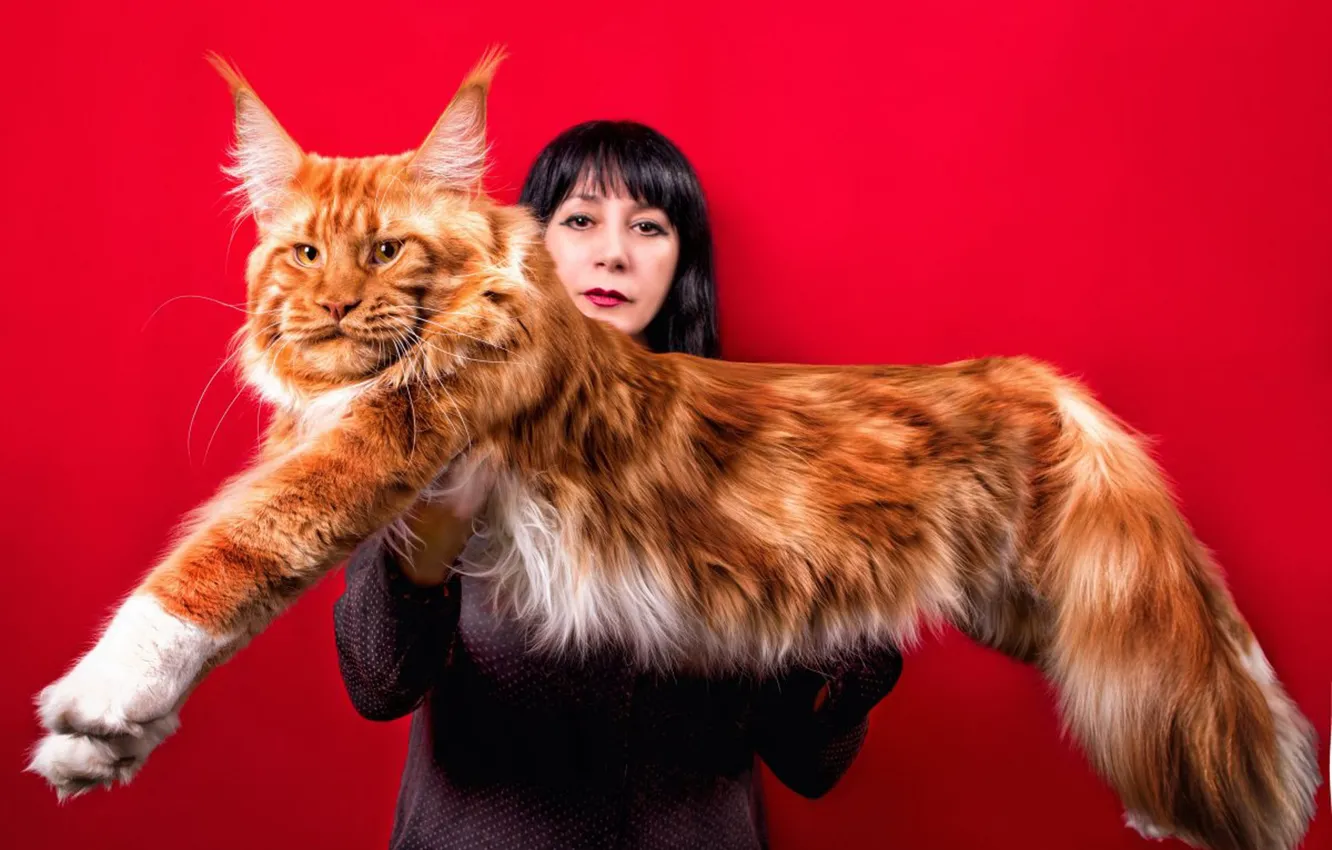 Photo wallpaper red, cat, animal, maine coon, pet, with input