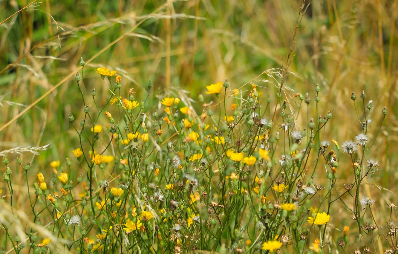 Photo wallpaper flower, yellow, meadow