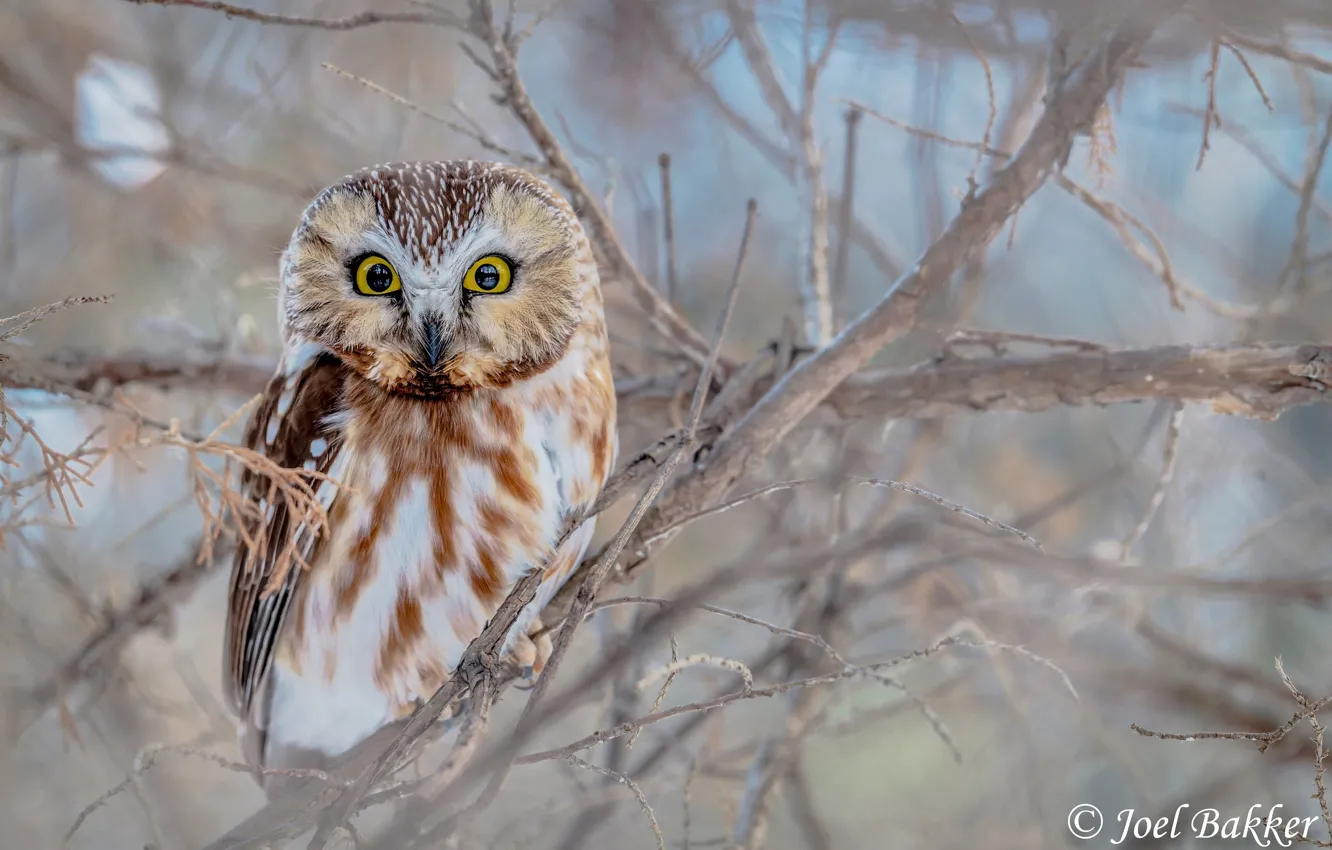 Photo wallpaper trees, branches, nature, owl, bird, bokeh, Northern Saw-Whet Owl