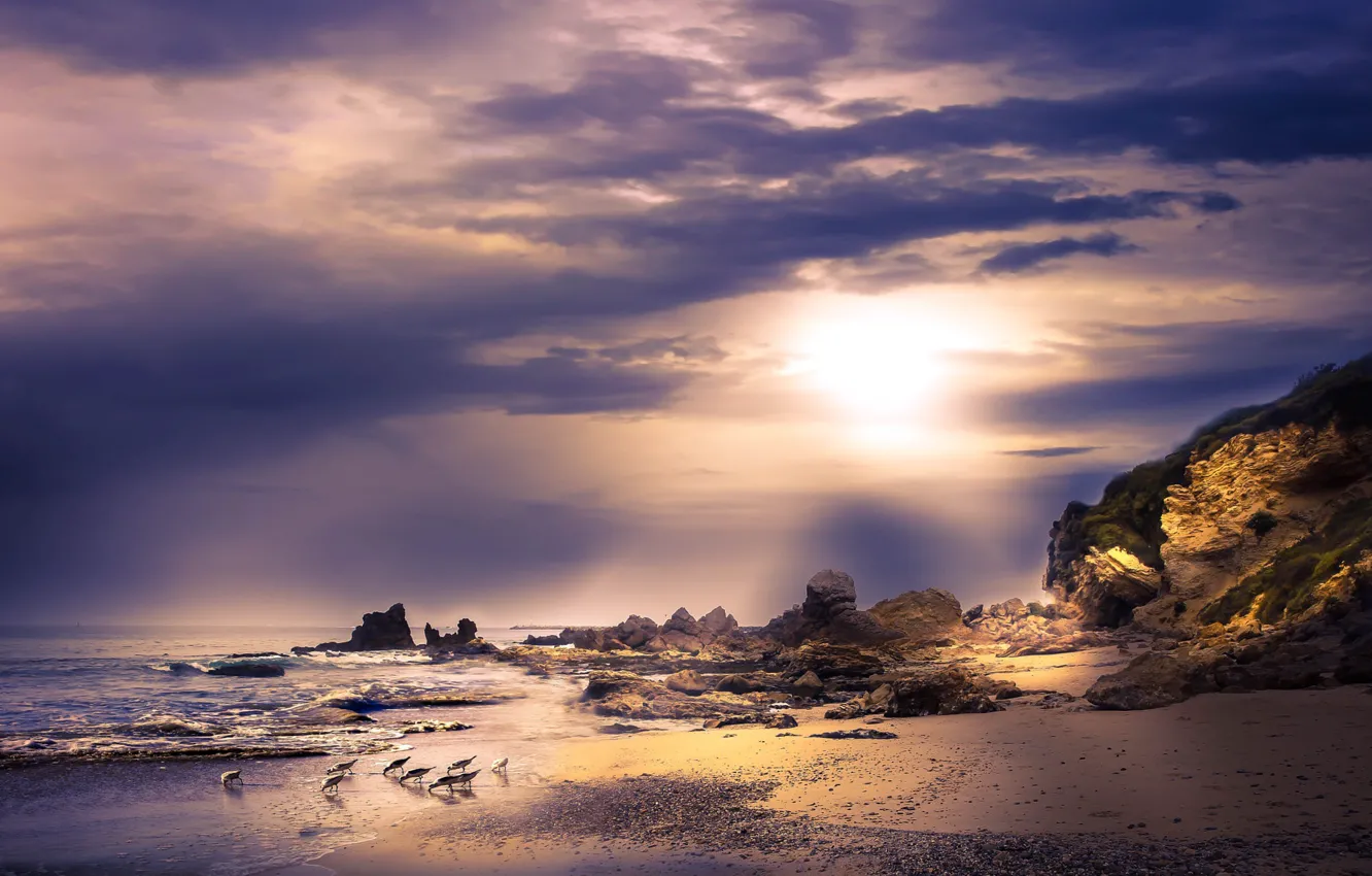 Photo wallpaper sea, rocks, bird, coast, seagulls, flock