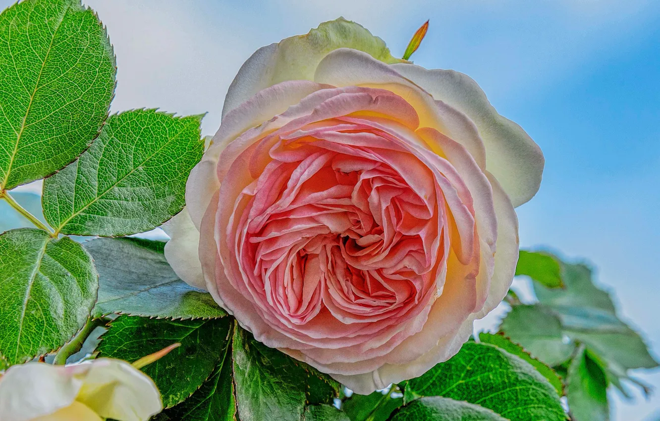 Photo wallpaper the sky, leaves, roses, buds