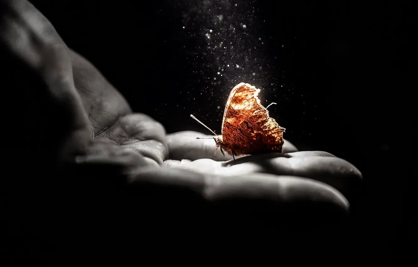 Photo wallpaper butterfly, hands, palm