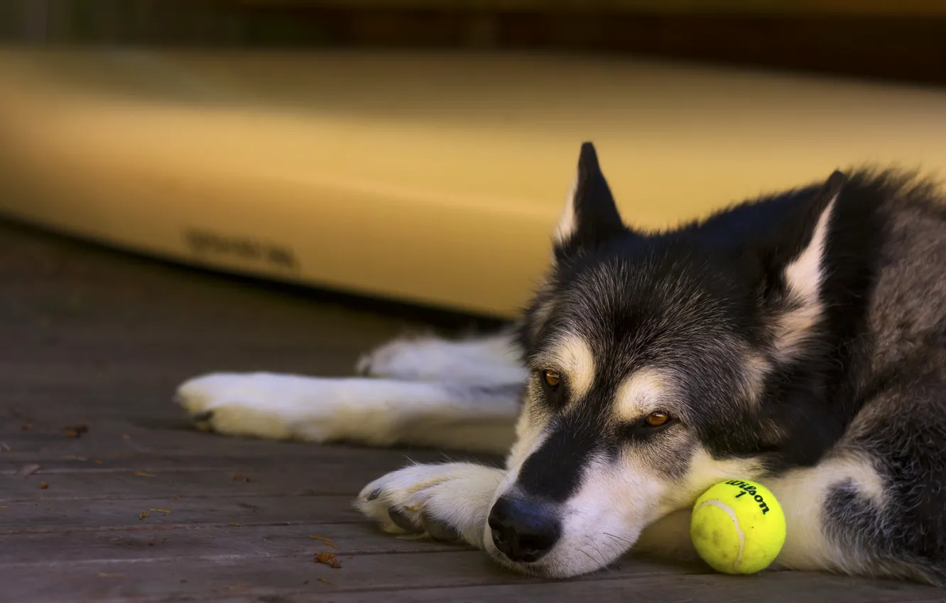 Photo wallpaper look, each, dog