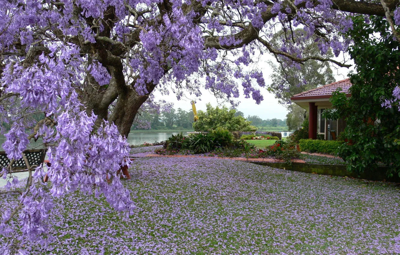 Photo wallpaper trees, nature, pond, photo, spring, house