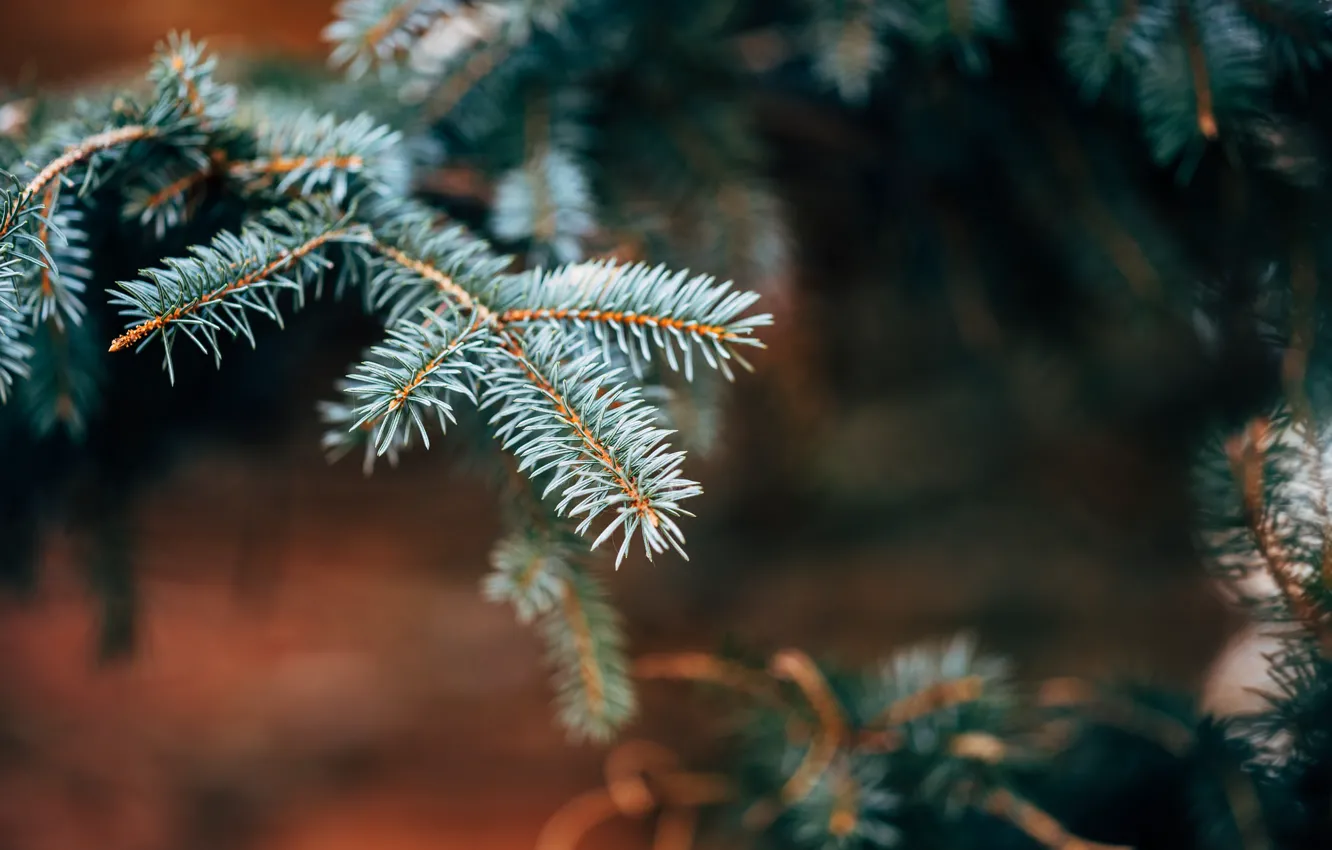 Photo wallpaper trees, needles, branches, tree