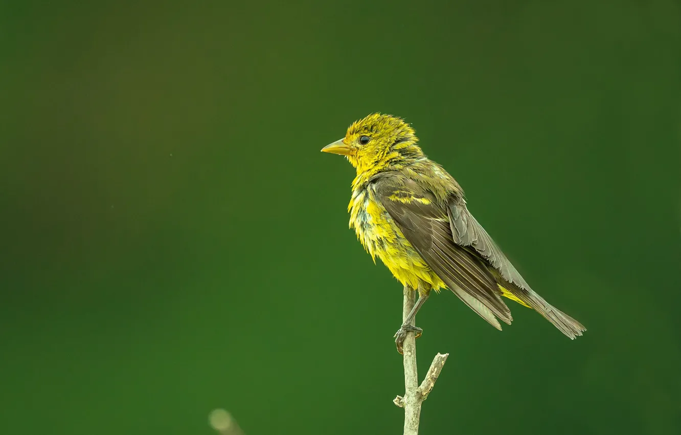 Photo wallpaper branches, bird, Western tanager