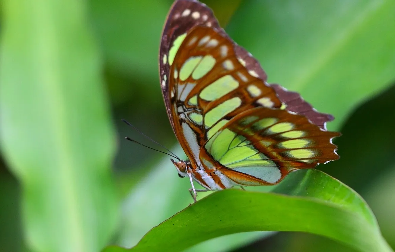 Photo wallpaper green leaves, butterfly, wings, beautiful, closeup