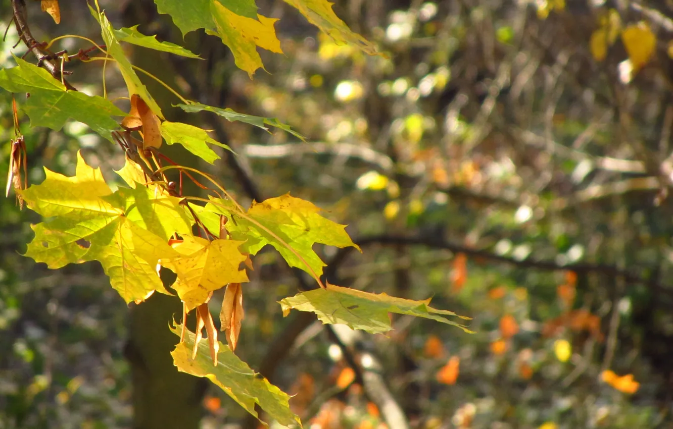 Photo wallpaper autumn, morning, maple