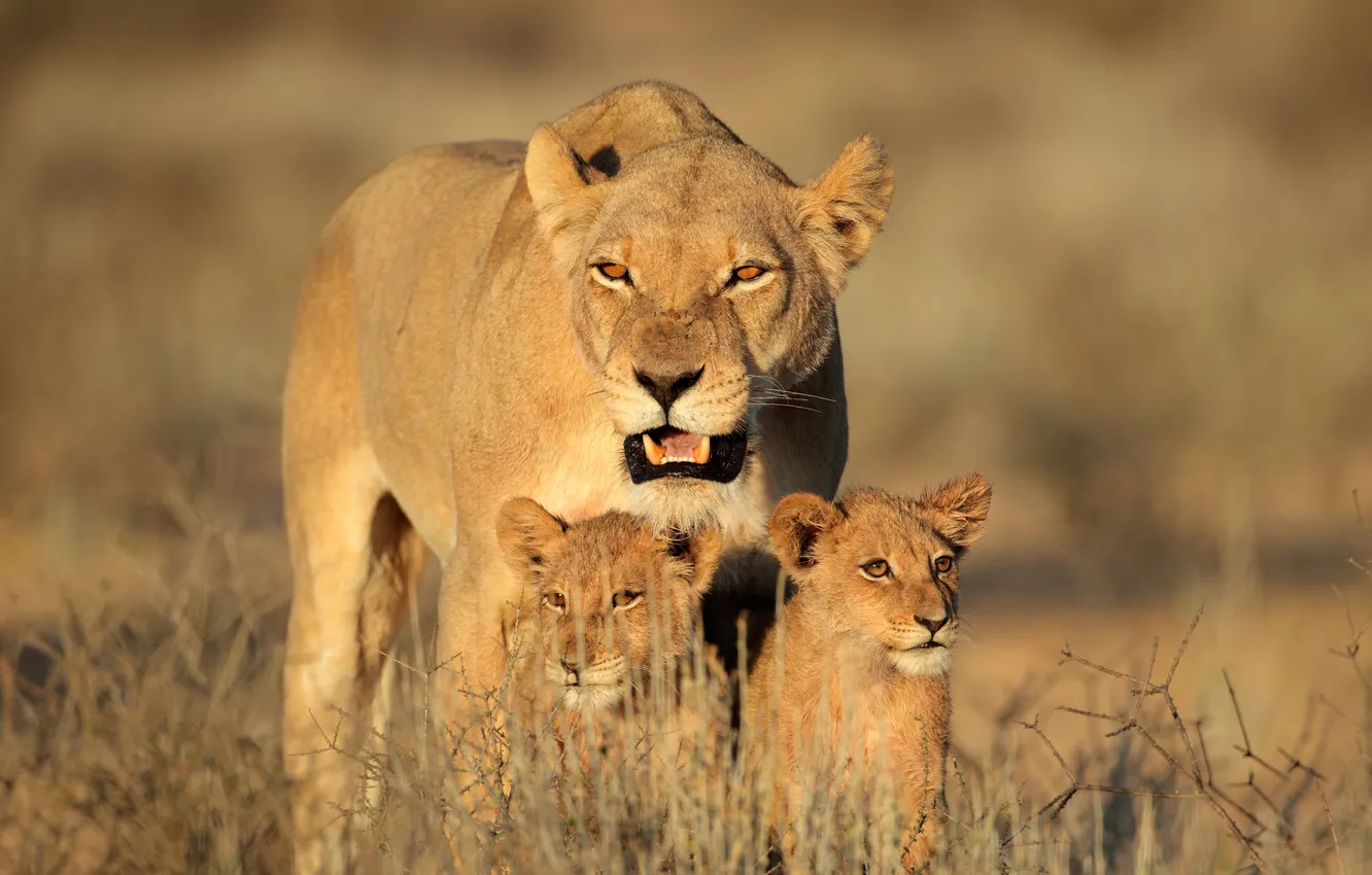 Photo wallpaper cat, family, cub, lioness, lion