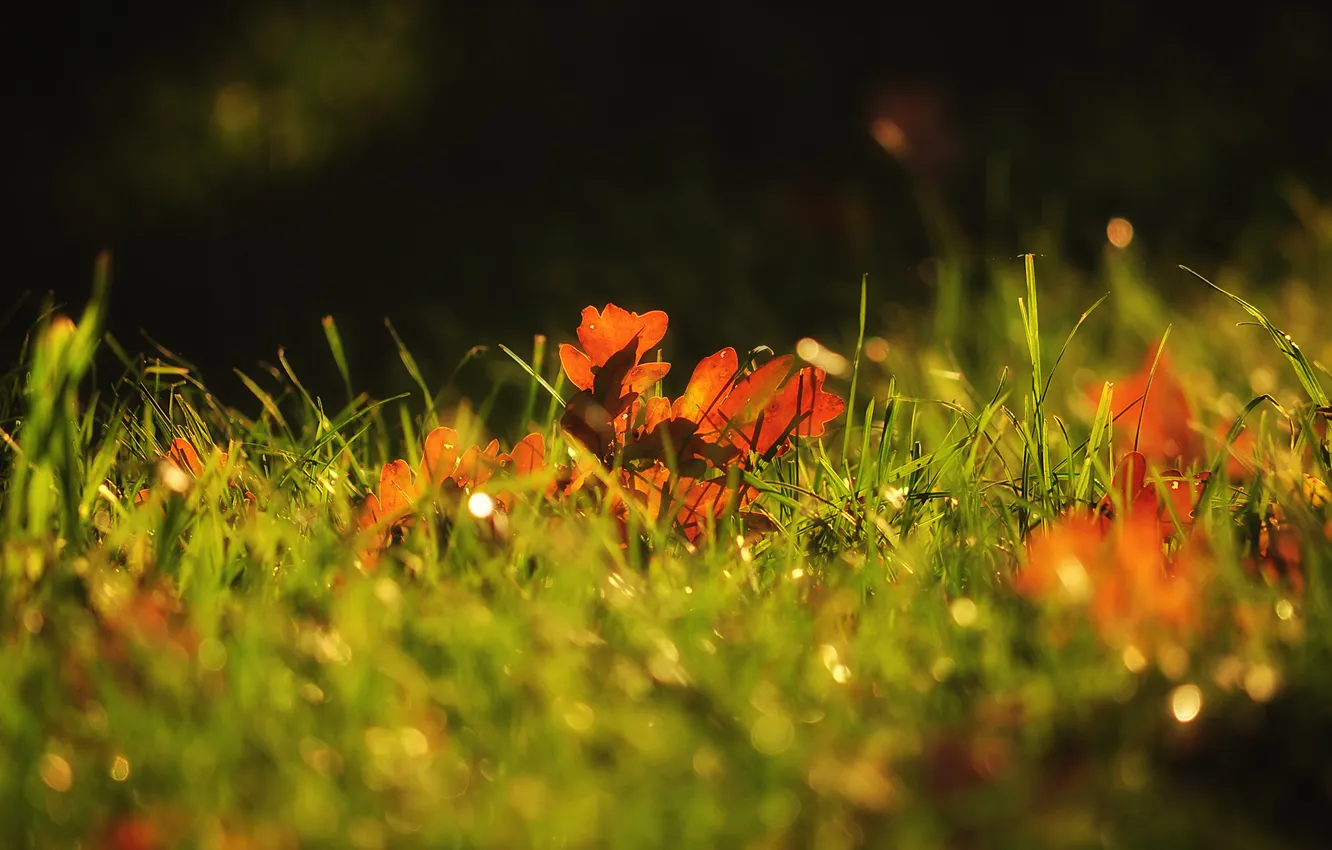 Photo wallpaper autumn, grass, macro, foliage, Selena, oak