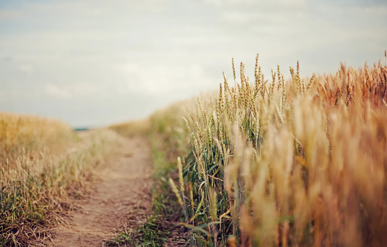 Photo wallpaper road, wheat, field, the sky, ears