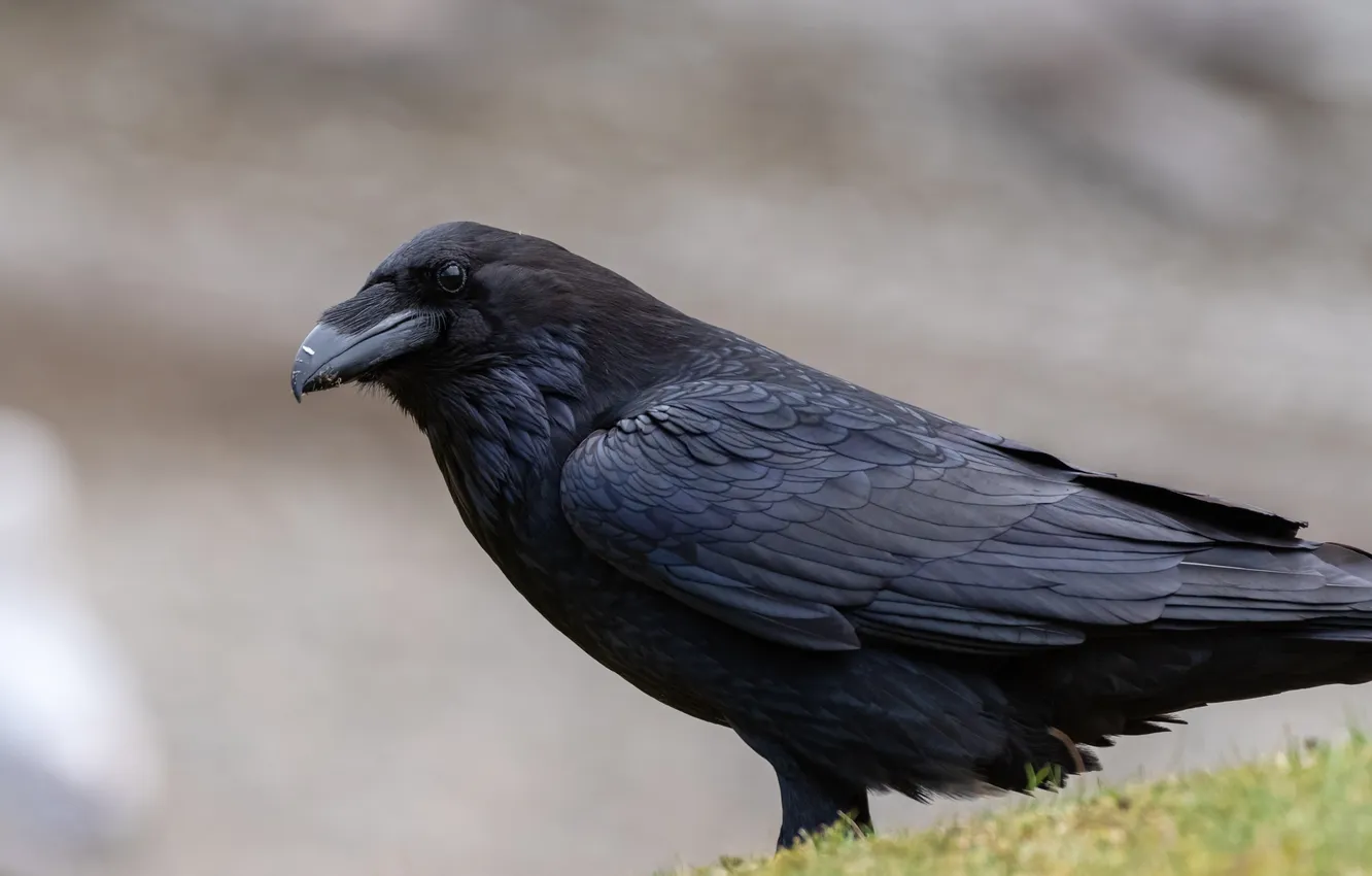 Photo wallpaper look, bird, closeup, black Raven