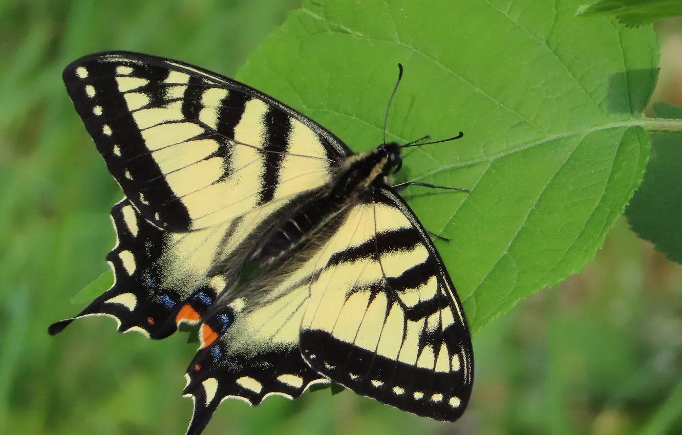 Photo wallpaper wings, butterfly, beautiful, green leaf, close up