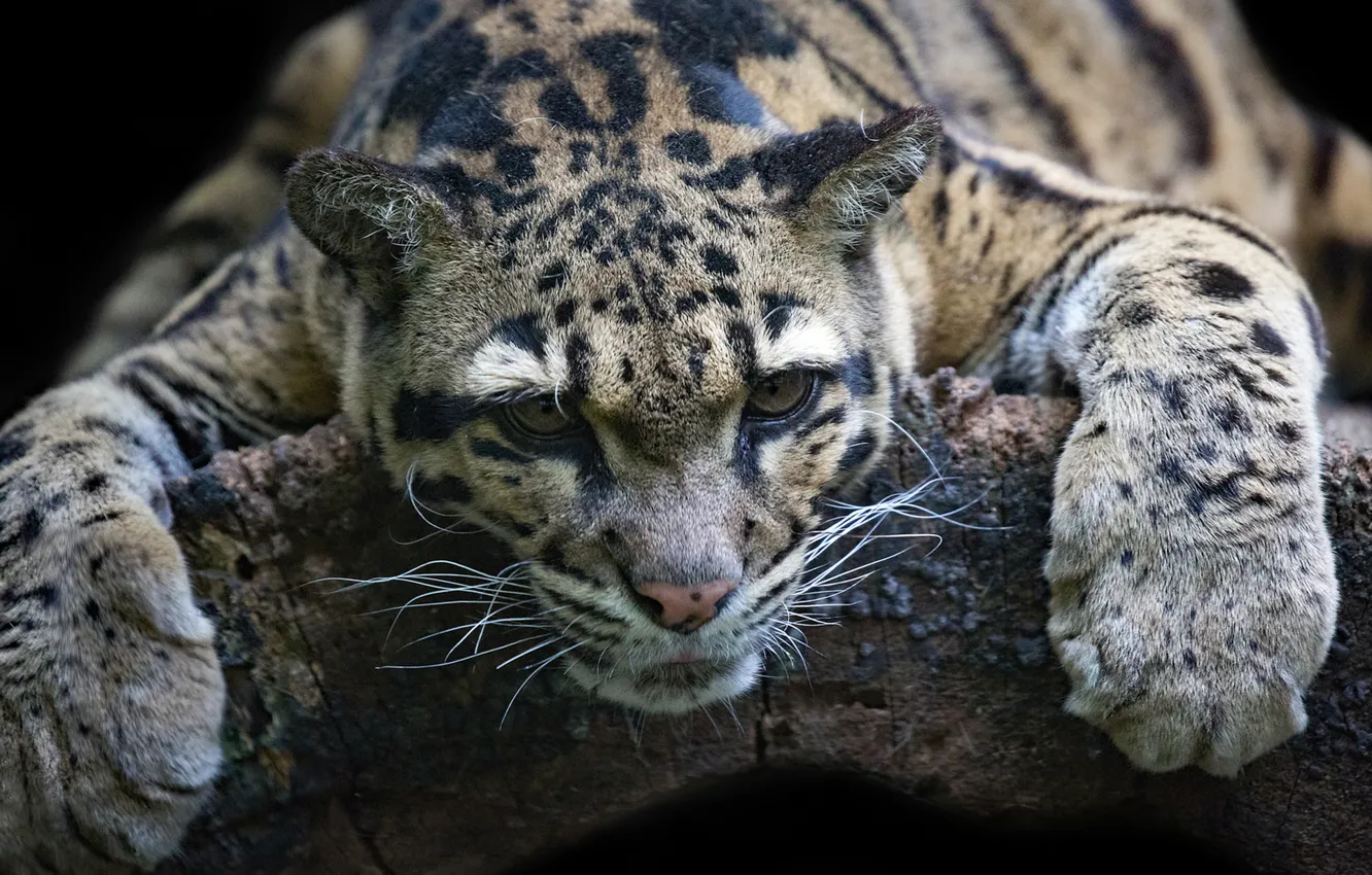 Photo wallpaper face, stay, paws, wild cat, Clouded leopard