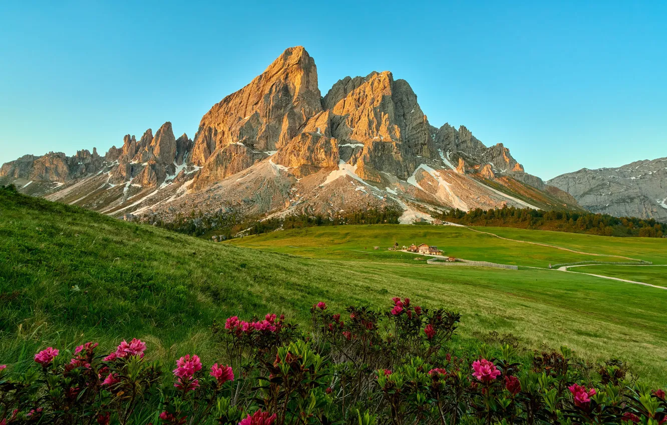 Photo wallpaper greens, field, grass, snow, flowers, mountains, hills, tops
