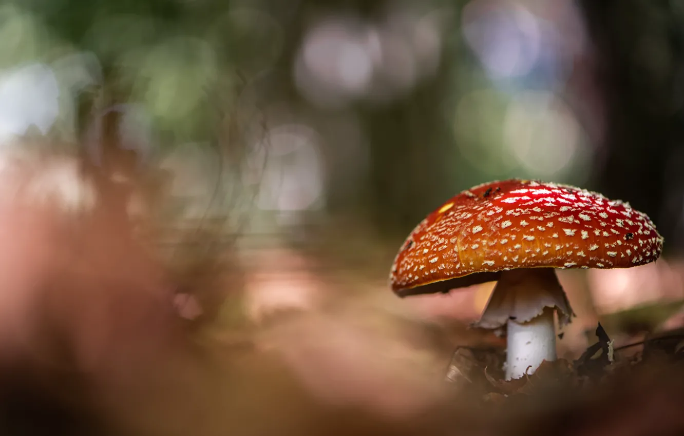 Photo wallpaper leaves, nature, background, mushroom, blur, mushroom, hat, bokeh