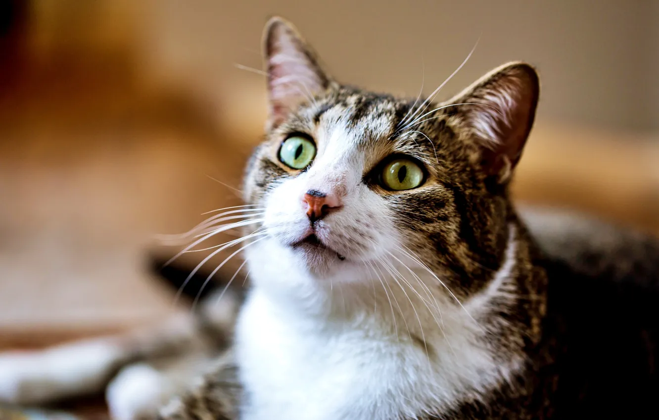 Photo wallpaper cat, cat, animal, Wallpaper, wallpaper, picture, cat, on the desktop