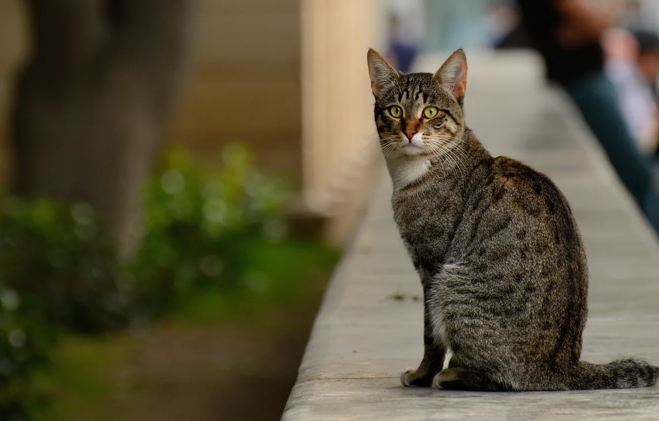 Photo wallpaper cat, the city, animal, street, cat, baleen